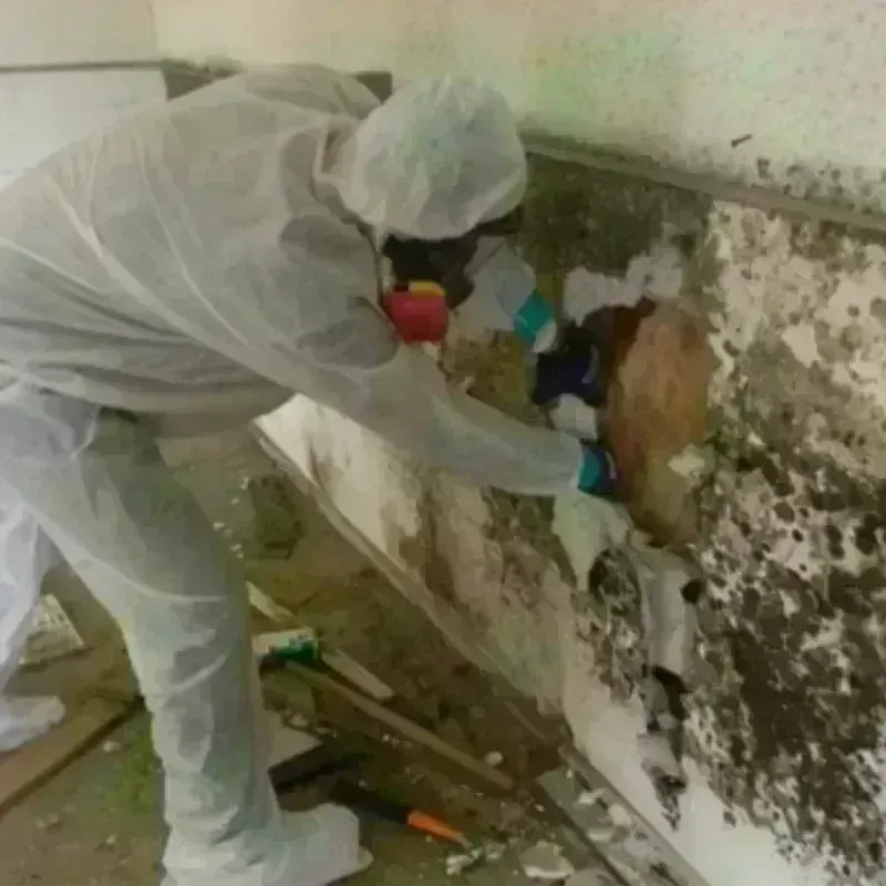 Mold Remediation and Removal in Green Hill, TN